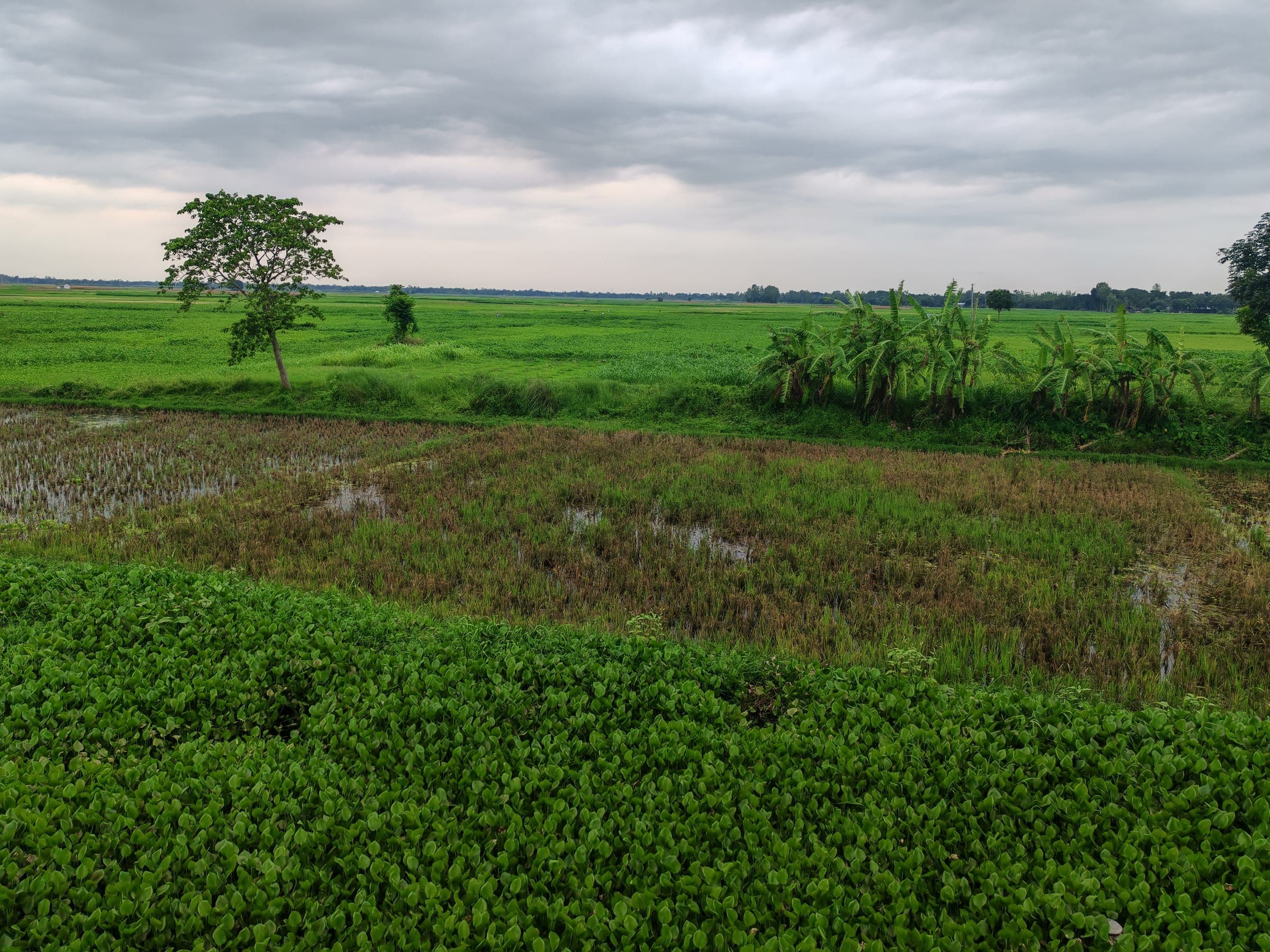 A green crop field under a heavy overcast sky