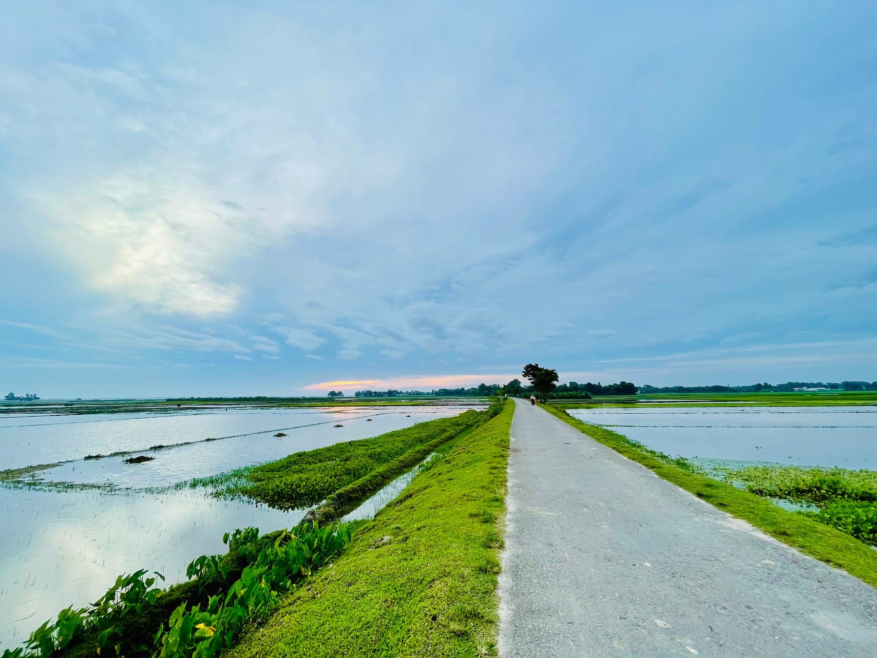 Flooded paddy fields on both sides of a rural road