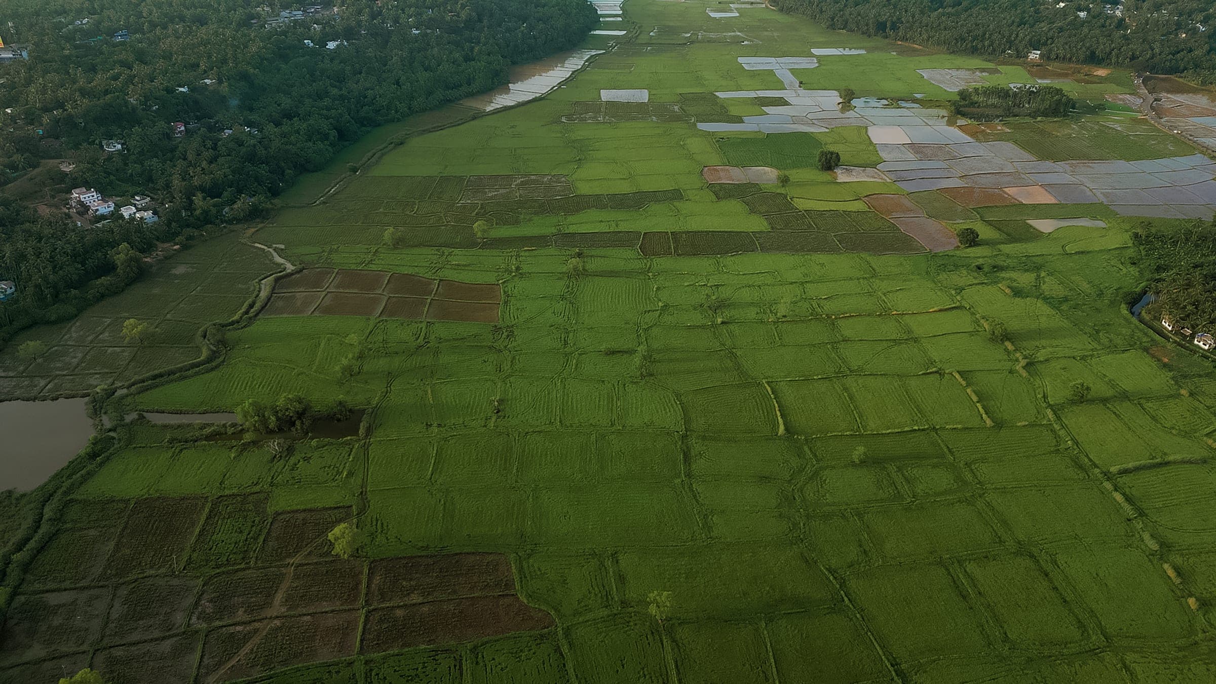 Aerial view of a patchwork of rice paddies, some of them flooded